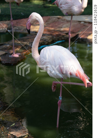 Pink flamingo grazing in the water 118421619