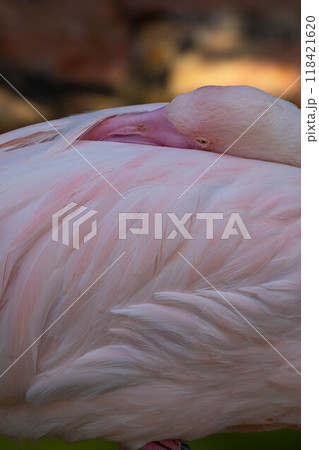 Pink flamingo grazing in the water 118421620