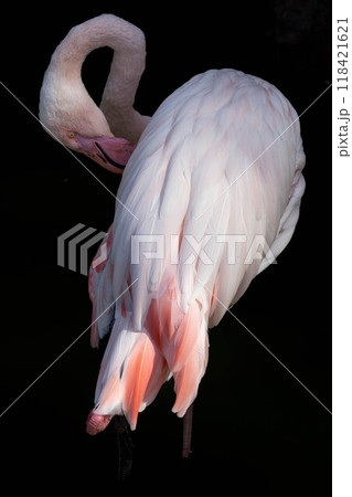 Pink flamingo grazing in the water Pink flamingo grazing in the water 118421621