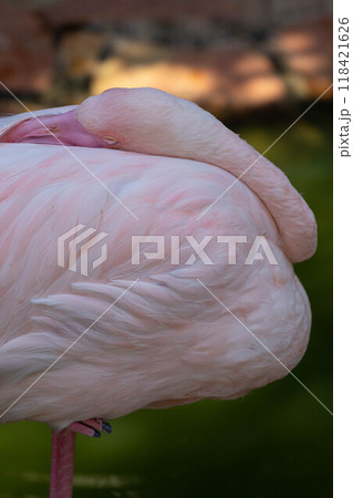 Pink flamingo grazing in the water 118421626