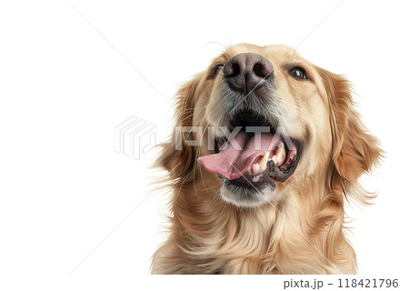 Photorealistic close-up of an excited dog with tongue out, ears perked, and expressive eyes. Perfect for pet-related projects or joyful animal themes. Pet. 118421796