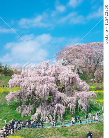 一本桜 - 青空に映える満開の三春滝桜(2023年4月) 一本桜 - 青空に映える満開の三春滝桜(2023年4月) 118422250