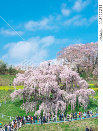 一本桜 - 青空に映える満開の三春滝桜(2023年4月) 一本桜 - 青空に映える満開の三春滝桜(2023年4月) 118422251