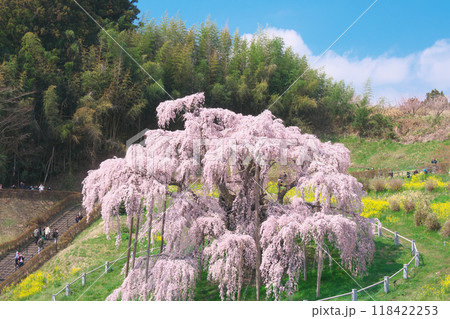 一本桜 - 青空に映える満開の三春滝桜(2023年4月) 一本桜 - 青空に映える満開の三春滝桜(2023年4月) 118422253