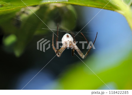 夏の青空をバックに網を編むジョロウグモの姿(自然光+ストロボ、マクロ接写撮影) 夏の青空をバックに網を編むジョロウグモの姿(自然光+ストロボ、マクロ接写撮影) 118422285