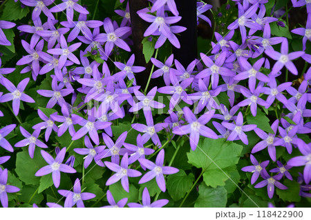 庭のグランドカバーのカンパニュラ 庭のグランドカバーのカンパニュラ 118422900