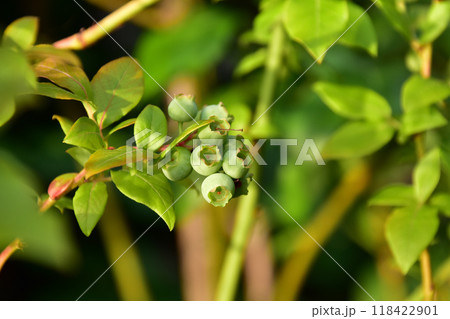 なりたてのブルーベリー 118422901