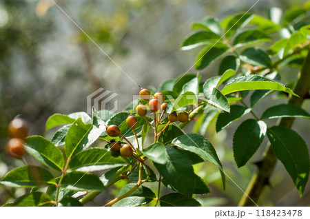 信濃川・やすらぎ堤の色づき始めた野薔薇の実 信濃川・やすらぎ堤の色づき始めた野薔薇の実 118423478