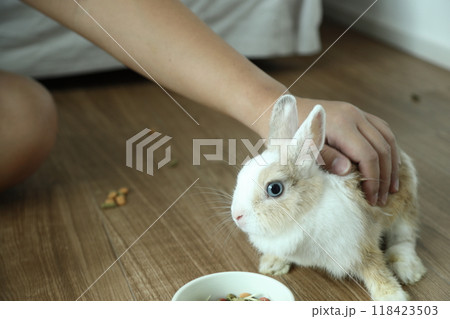 Cute Young Rabbit Cute Young Rabbit 118423503