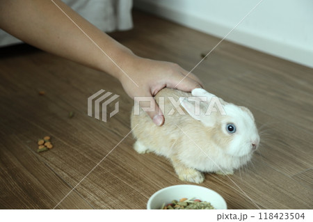 Cute Young Rabbit 118423504