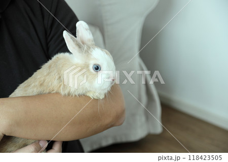Cute Young Rabbit Cute Young Rabbit 118423505