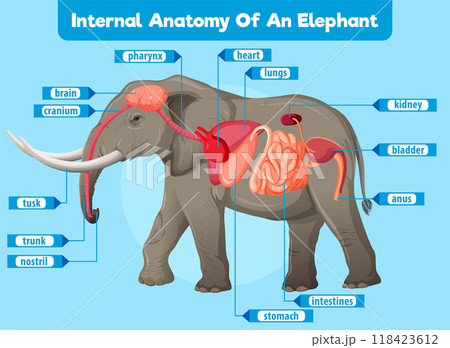 Internal Anatomy of an Elephant Internal Anatomy of an Elephant 118423612