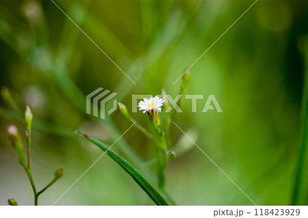 信濃川・やすらぎ堤の箒菊(ほうきぎく) 信濃川・やすらぎ堤の箒菊(ほうきぎく) 118423929