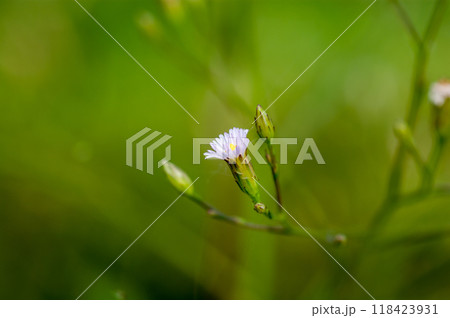 信濃川・やすらぎ堤の箒菊(ほうきぎく) 信濃川・やすらぎ堤の箒菊(ほうきぎく) 118423931