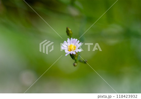 信濃川・やすらぎ堤の箒菊(ほうきぎく) 118423932