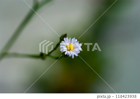 信濃川・やすらぎ堤の箒菊(ほうきぎく) 118423938