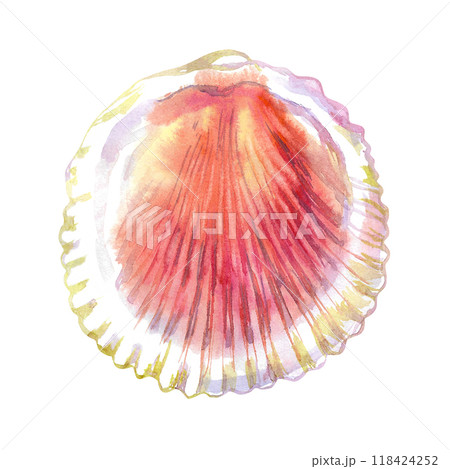 Scallop, bivalve marine mollusk, grooved shell in watercolor. Red Scallop, Calico Scallop, Argopecten Gibbus. This shell's side is concave in shape. Circular shaped with radiating ribs and two small 118424252