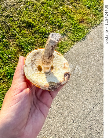 woman hand hold the mushroom on the street near the forest . High quality photo 118424439