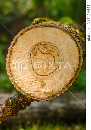 circular pieces of wood cross section with tree ring in forest . High quality photo circular pieces of wood cross section with tree ring in forest . High quality photo 118424441