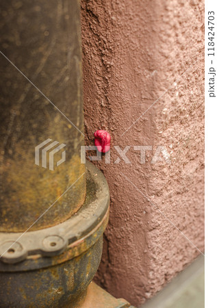 used pink gum stuck to light pink wall on street . High quality photo 118424703