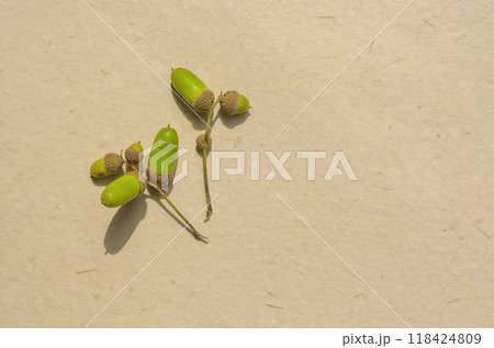 green acorns on beige background . High quality photo 118424809