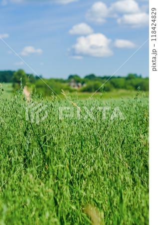 Green Wheat field on blue sky with cloud and small house background. High quality photo 118424829