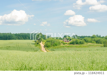 Footpath through a wheat agricultural field to the horizon and wooden red house. High quality photo 118424911