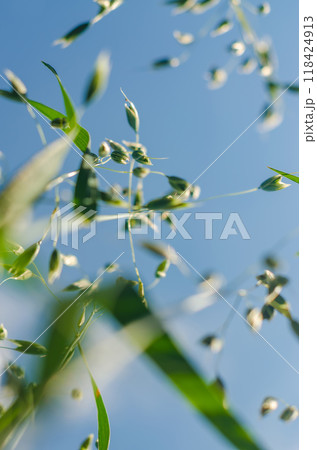 wild grass bottom view on the blue sky background . High quality photo wild grass bottom view on the blue sky background . High quality photo 118424913