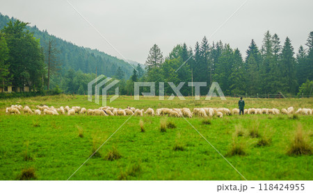 flock sheep in green-coloured grassland. High quality photo 118424955