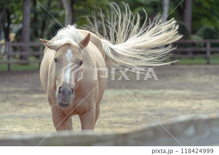 牧場にいる馬 118424999