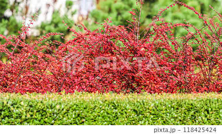 Many red fruits on the branches of a cotoneaster horizontalis bush in the garden in autumn. Natural background Many red fruits on the branches of a cotoneaster horizontalis bush in the garden in autumn. Natural background 118425424