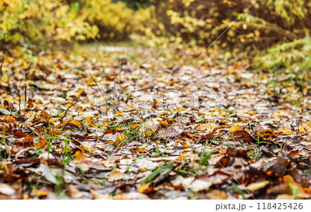 Fallen yellow leaves in the park in autumn. Nature background Fallen yellow leaves in the park in autumn. Nature background 118425426