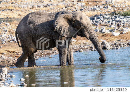African Elephant in Etosha African Elephant in Etosha 118425529