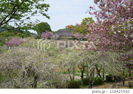 常陸風土記の丘 2024-4-21 #82 常陸風土記の丘 2024-4-21 #82 118425592