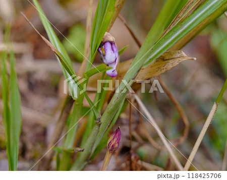 イネ科ススキの根に寄生するハマウツボ科ナンバンギセル 118425706