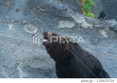 餌を欲しがる熊 118425729