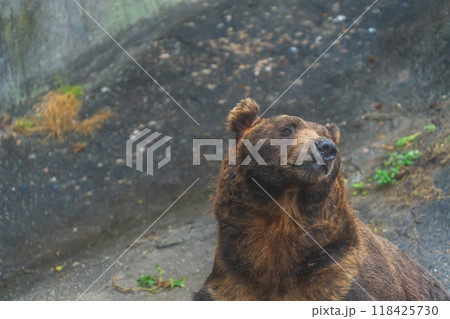 餌を欲しがる熊 118425730