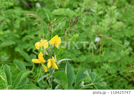 センダイハギ 118425747