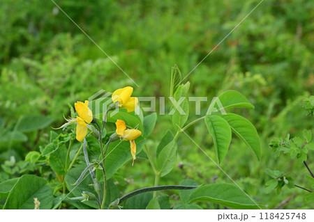 センダイハギ 118425748