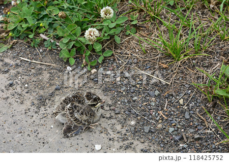 ヒバリのヒナ 118425752