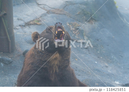 餌を欲しがる熊 餌を欲しがる熊 118425851