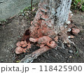 枯れ木に生えたキノコたち 118425900