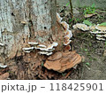 キノコ 118425901