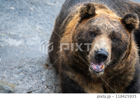 餌を欲しがる熊 餌を欲しがる熊 118425935