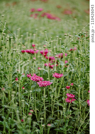 Vibrant pink chrysanthemum flowers rising amidst green buds in garden creating a wonderful display of natural beauty with a lush green backdrop 118426043
