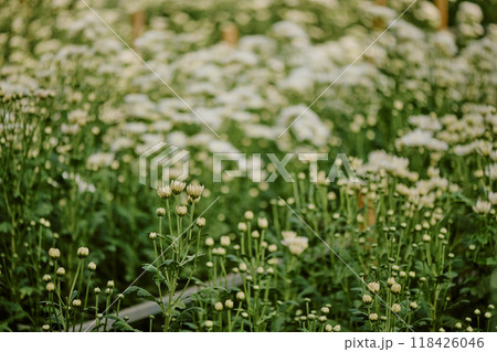 Close-up of numerous white flowers blooming among green foliage in a serene garden environment, capturing nature's beauty and tranquility Close-up of numerous white flowers blooming among green foliage in a serene garden environment, capturing nature's beauty and tranquility 118426046