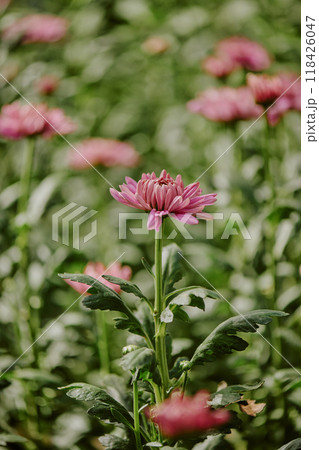 Close-up of pink chrysanthemum flowers blooming among green leaves creating vibrant garden atmosphere without any human presence enriching the landscape Close-up of pink chrysanthemum flowers blooming among green leaves creating vibrant garden atmosphere without any human presence enriching the landscape 118426047