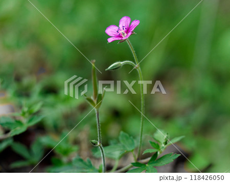 薬草・赤色系の花を咲かせたフウロソウ科ゲンノショウコ 118426050