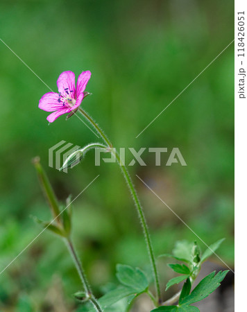 薬草・赤色系の花を咲かせたフウロソウ科ゲンノショウコ 118426051