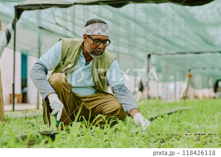 Elderly man tending to plants in greenhouse wearing glasses and bandana on head carefully maintaining rows of greenery in professional manner 118426118